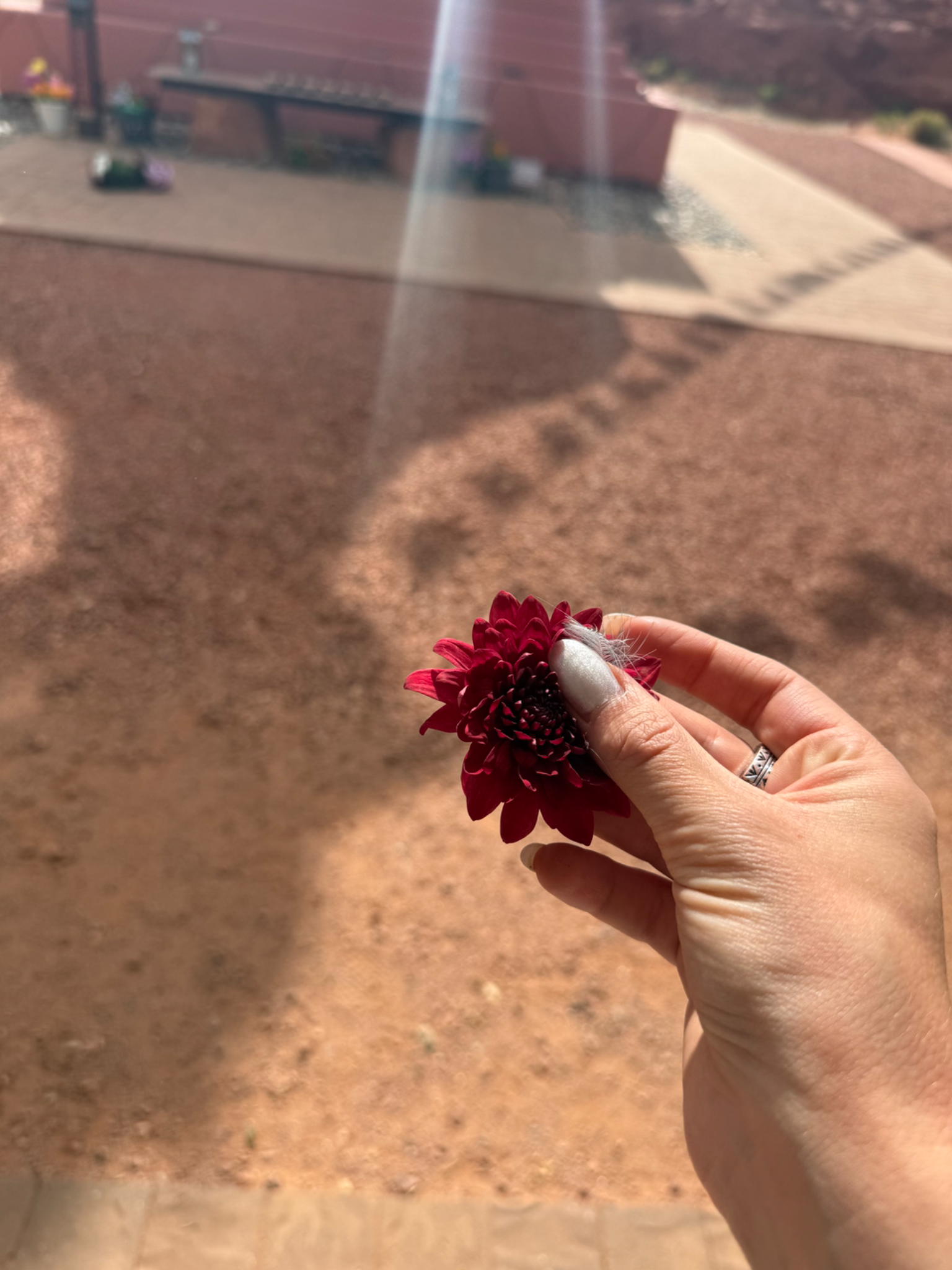 A single red flower held in warm Sedona sunlight